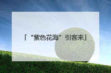 “紫色花海”引客来