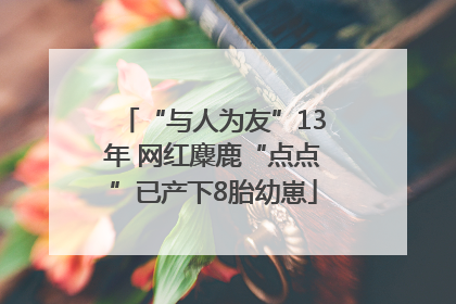 “与人为友”13年 网红麋鹿“点点”已产下8胎幼崽