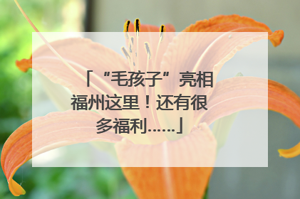 “毛孩子”亮相福州这里！还有很多福利……