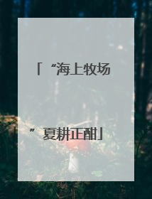 “海上牧场”夏耕正酣