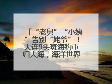 “老舅”“小姨”告别“姥爷”！大连9头斑海豹重归大海，海洋世界：它们已具备野外生存能力