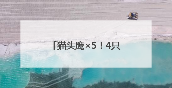 猫头鹰×5！4只在闲置房“安家”