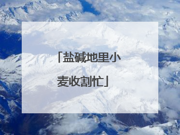 盐碱地里小麦收割忙