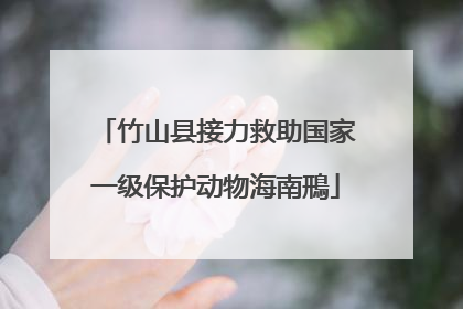 竹山县接力救助国家一级保护动物海南鳽