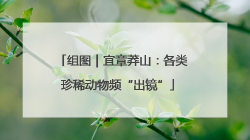 组图｜宜章莽山：各类珍稀动物频“出镜”