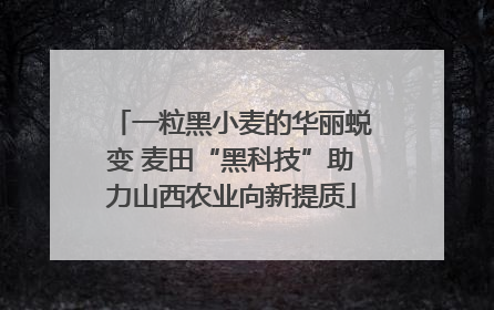 一粒黑小麦的华丽蜕变 麦田“黑科技”助力山西农业向新提质