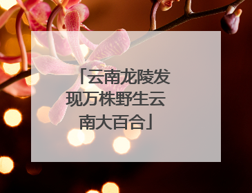 云南龙陵发现万株野生云南大百合
