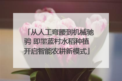 从人工弯腰到机械驰骋 即墨蓝村水稻种植开启智能农耕新模式