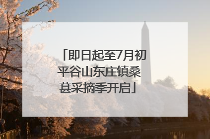即日起至7月初 平谷山东庄镇桑葚采摘季开启