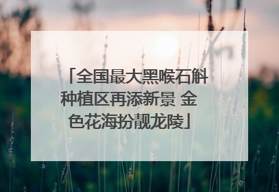 全国最大黑喉石斛种植区再添新景 金色花海扮靓龙陵