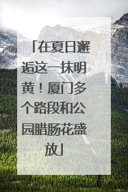 在夏日邂逅这一抹明黄！厦门多个路段和公园腊肠花盛放