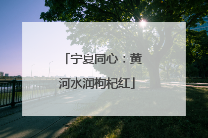 宁夏同心：黄河水润枸杞红