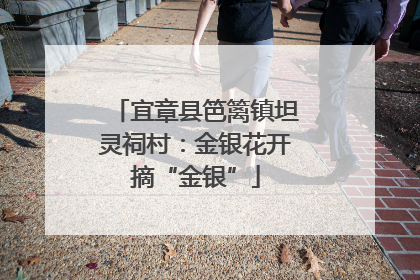 宜章县笆篱镇坦灵祠村：金银花开摘“金银”