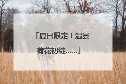 夏日限定！温县荷花初绽……