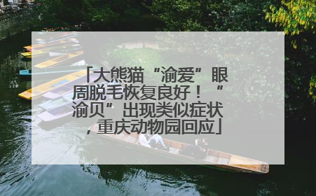 大熊猫“渝爱”眼周脱毛恢复良好！“渝贝”出现类似症状，重庆动物园回应