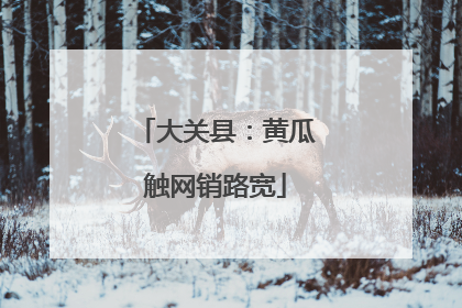 大关县：黄瓜触网销路宽