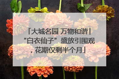 大城名园 万物和谐│“白衣仙子”盛放引围观，花期仅剩半个月