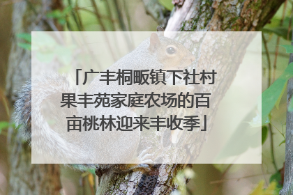 广丰桐畈镇下社村果丰苑家庭农场的百亩桃林迎来丰收季
