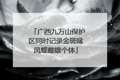广西九万山保护区同时记录金斑喙凤蝶雌雄个体