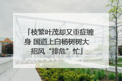 枝繁叶茂却又重症缠身 国道上白杨树树大招风“排危”忙