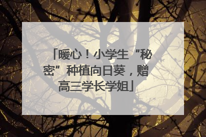 暖心！小学生“秘密”种植向日葵，赠高三学长学姐
