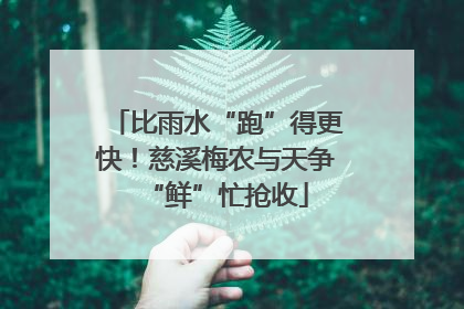比雨水“跑”得更快！慈溪梅农与天争“鲜”忙抢收