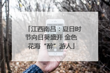 江西南昌：夏日时节向日葵盛开 金色花海“醉”游人