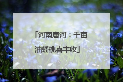 河南唐河：千亩油蟠桃喜丰收