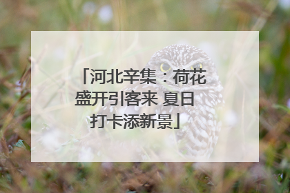 河北辛集：荷花盛开引客来 夏日打卡添新景