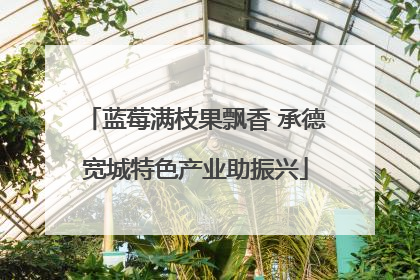 蓝莓满枝果飘香 承德宽城特色产业助振兴