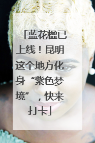 蓝花楹已上线！昆明这个地方化身“紫色梦境”，快来打卡