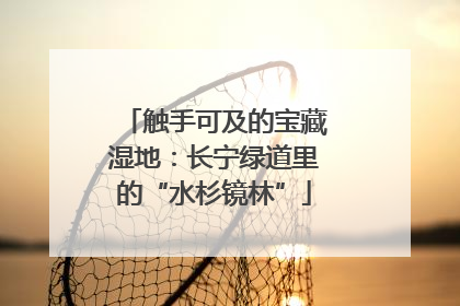 触手可及的宝藏湿地：长宁绿道里的“水杉镜林”