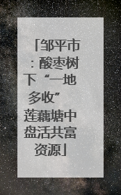 邹平市：酸枣树下“一地多收” 莲藕塘中盘活共富资源