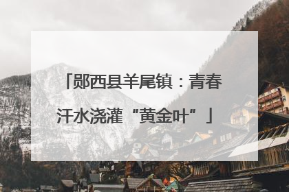 郧西县羊尾镇：青春汗水浇灌“黄金叶”