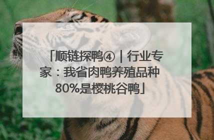 顺链探鸭④｜行业专家：我省肉鸭养殖品种80%是樱桃谷鸭