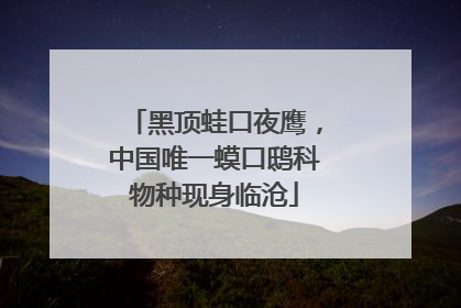 黑顶蛙口夜鹰，中国唯一蟆口鸱科物种现身临沧