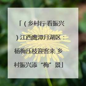 （乡村行·看振兴）江西鹰潭月湖区：杨梅压枝迎客来 乡村振兴添“梅”景